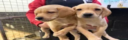 Labrador Retriever dogs for sale: Labrador pups  - Advert 2
