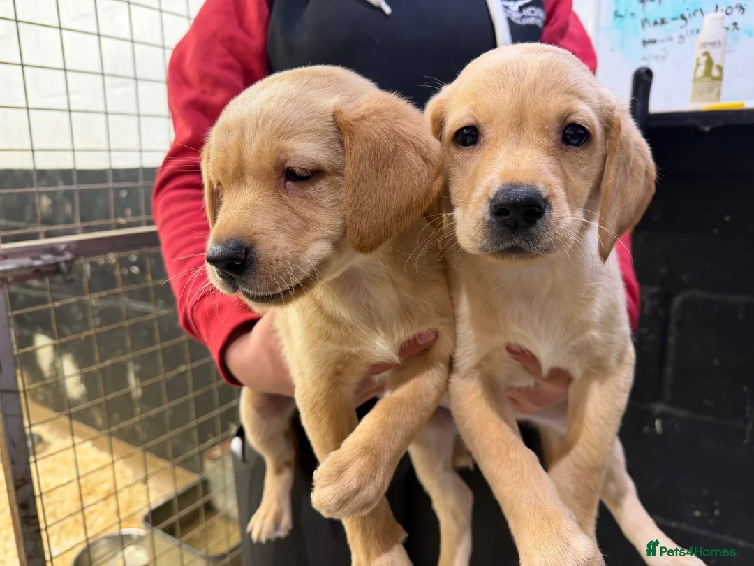 Labrador Retriever dogs for sale: Labrador pups  - Advert 2