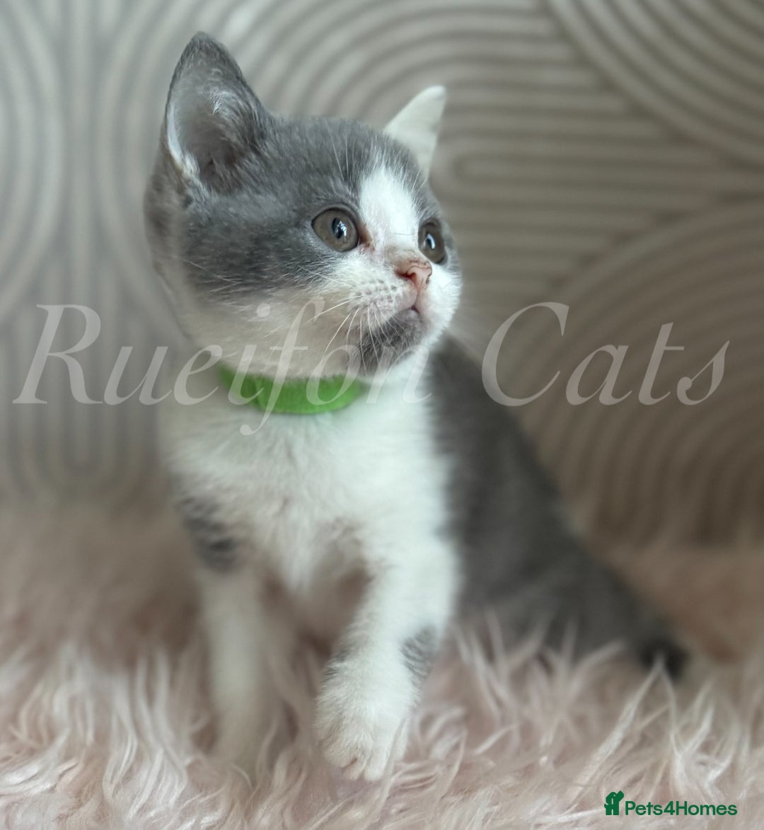 British Shorthair cats for sale: British shorthair-GCCF pedigree champion bloodline - Image 3