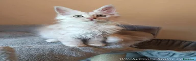 Maine Coon Kitten 3