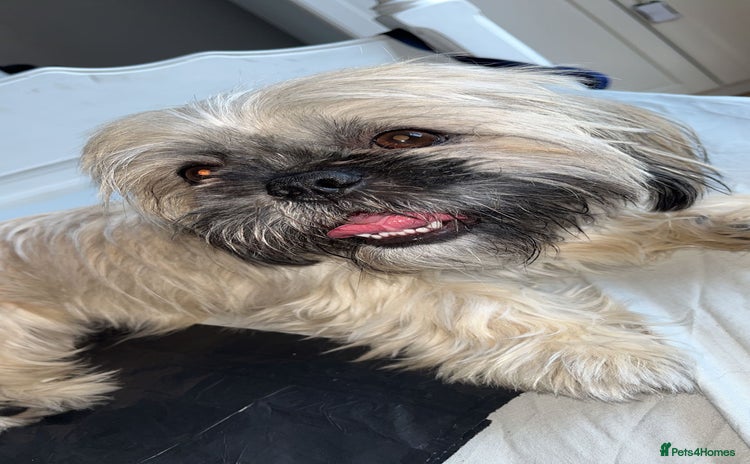 Shih Tzu dogs - Advert 1
