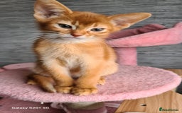 Abyssinian cats for sale: Abisinian kittens  - Image 22