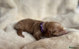 Mini Goldendoodle dogs for sale: Miniature Golden Doodles - Image 8