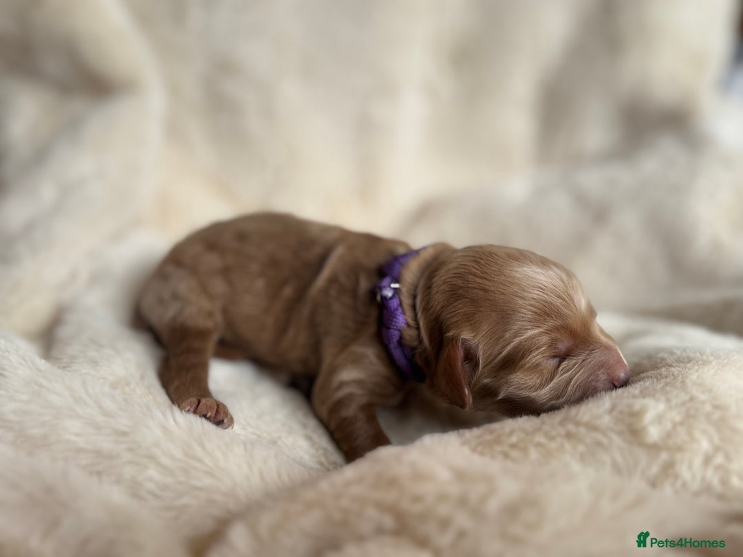 Mini Goldendoodle dogs for sale: Miniature Golden Doodles - Image 8