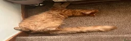 Maine Coon cats for sale: Ginger 3/4 Maine Coon and Khao Manee - Theodore  - Advert 2