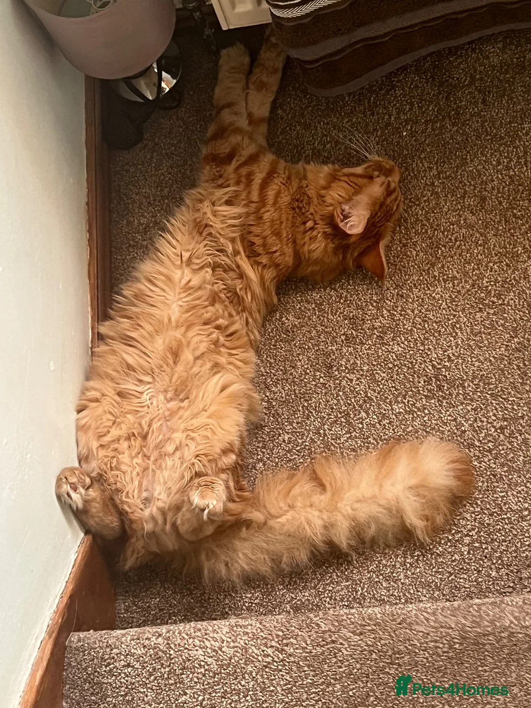 Maine Coon cats for sale: Ginger 3/4 Maine Coon and Khao Manee - Theodore  - Advert 2