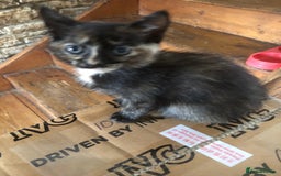 Mixed Breed cats for sale: Gorgeos - Image 5