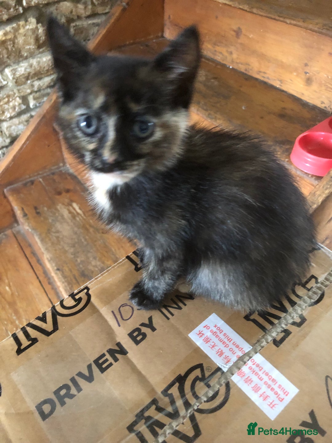 Mixed Breed cats for sale: Gorgeos - Image 5