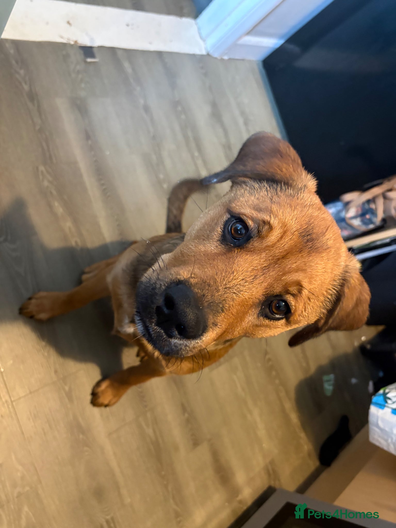 Mixed Breed dogs for sale: Skye our Rottweiler mixed female puppy - Advert 4