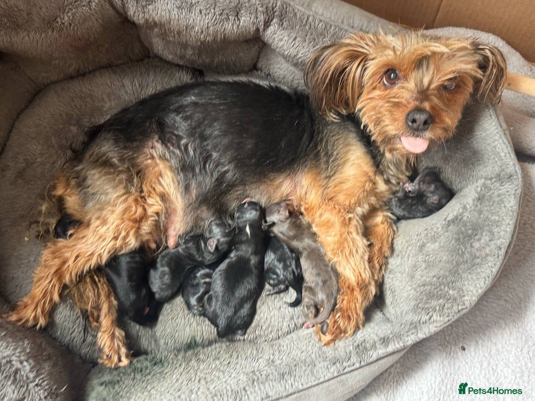 Mixed Breed dogs for sale: Gorgeous fluffy Yorkiepoos - Image 9