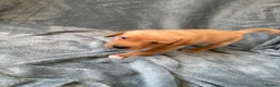 Mixed Breed dogs for sale: Labrador x staff - Advert 34