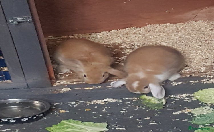 Mini Lop rabbits for sale - Advert 1