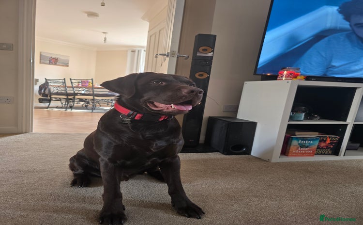 Labrador Retriever dogs - Advert 3