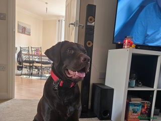 Labrador Retriever dogs - Advert 25