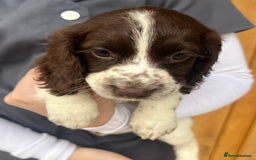 Cocker Spaniel dogs for sale: 3 Female cocker spaniel pups ready to leave now!! - Image 2