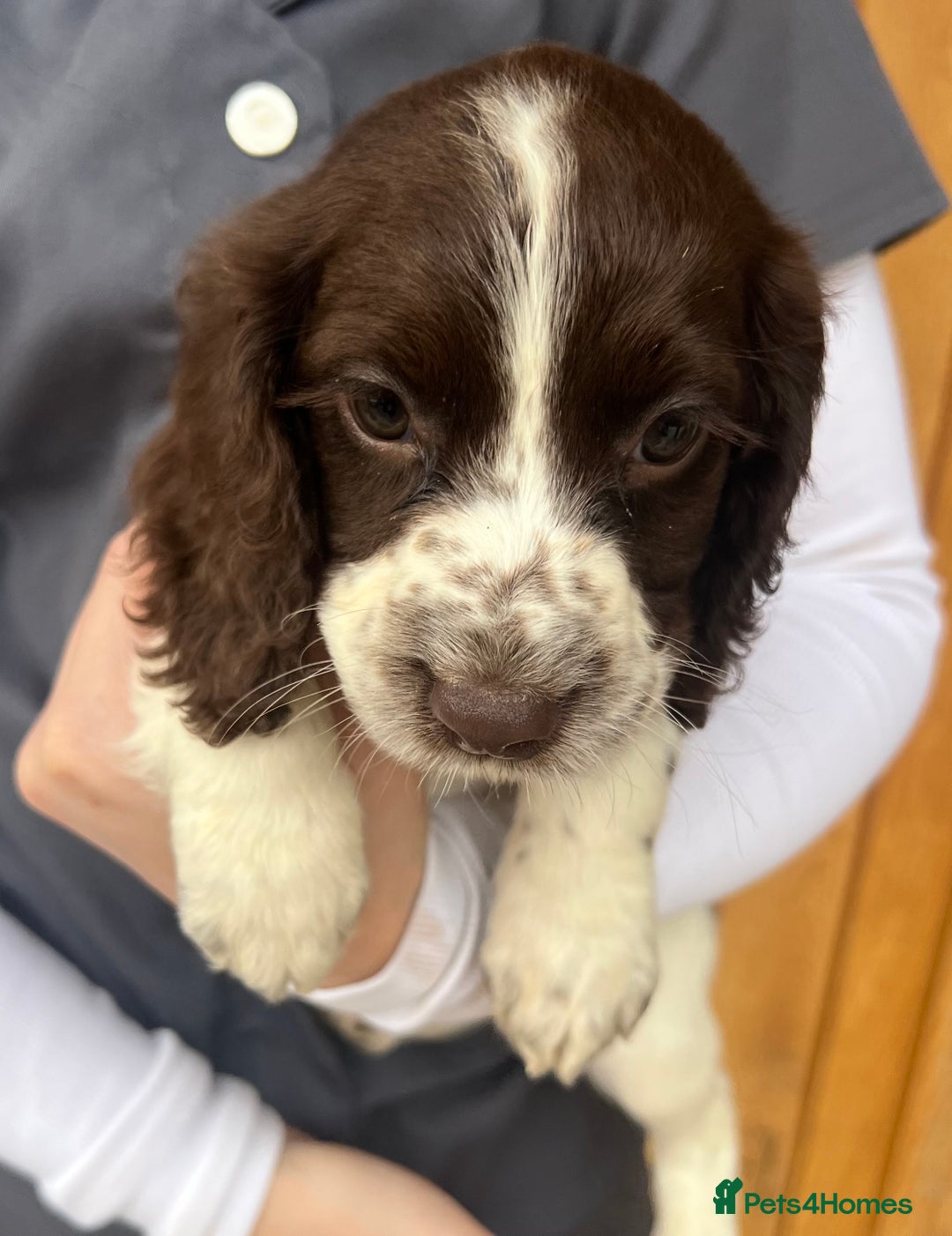 Cocker Spaniel dogs for sale: 3 Female cocker spaniel pups ready to leave now!! - Image 2