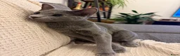 Russian Blue cats for sale: Russian Blue 6 month kitten  - Advert 5