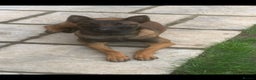 Mixed Breed dogs for sale: Belgium malinoise / lurcher - Advert 3