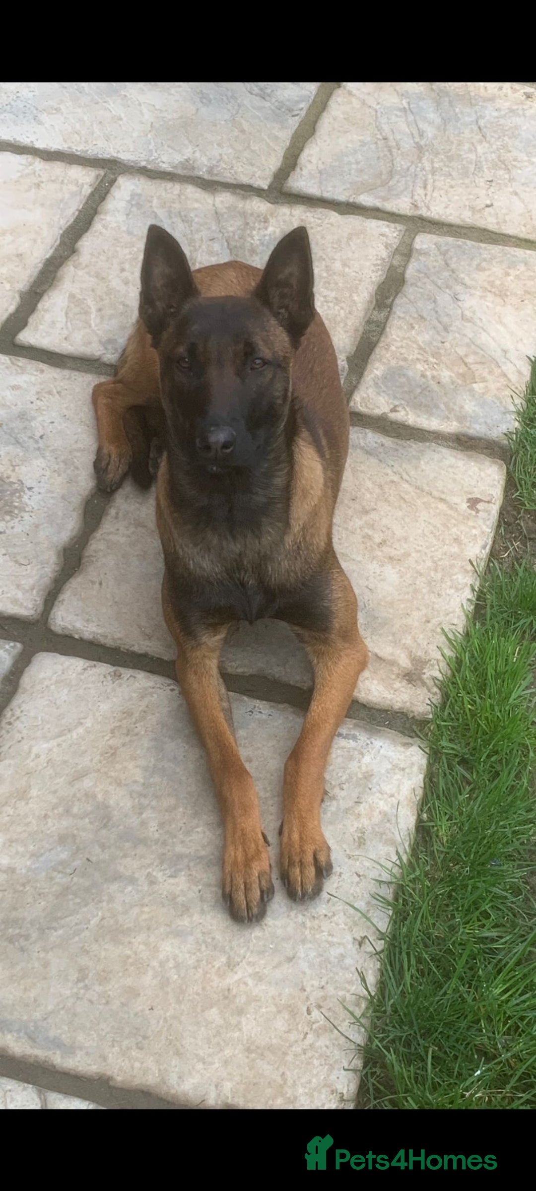 Mixed Breed dogs for sale: Belgium malinoise / lurcher - Advert 3