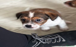 Mixed Breed dogs for sale: Jack Tzu puppies - Image 3