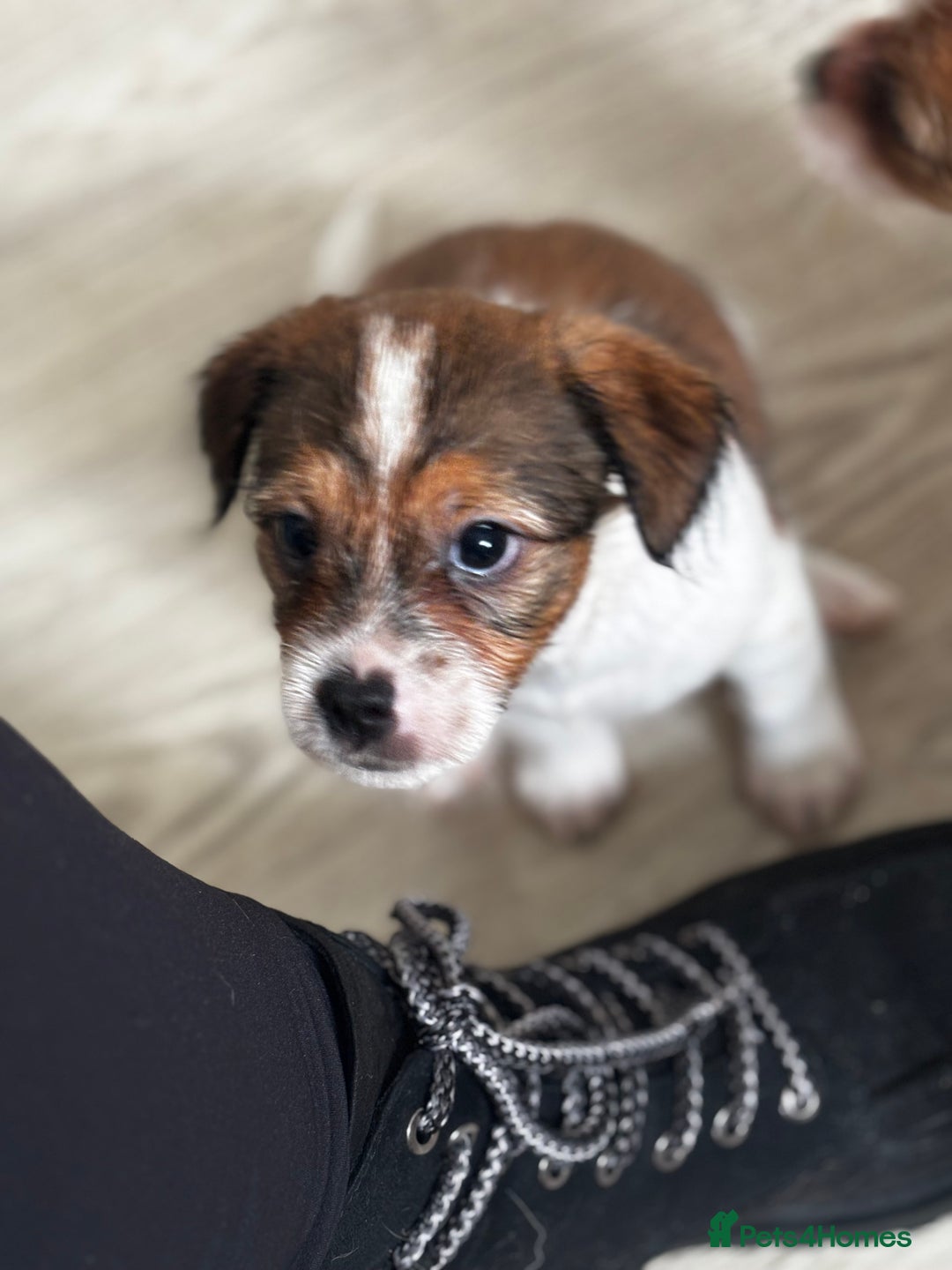 Mixed Breed dogs for sale: Jack Tzu puppies - Image 3
