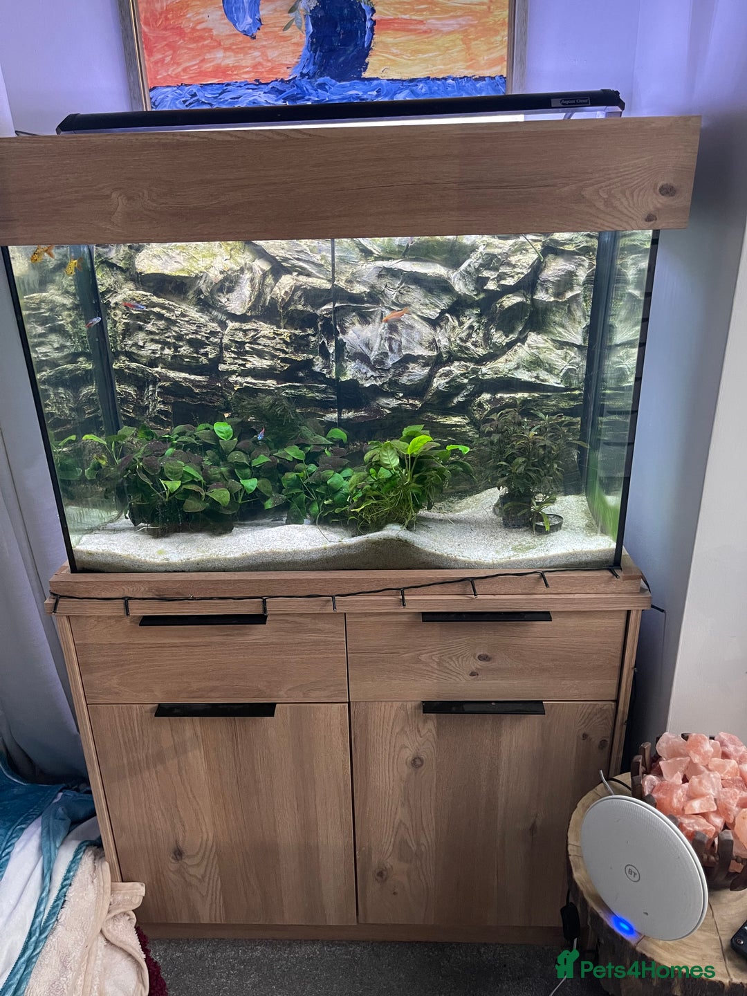 Other/Mixed Breed fish for sale: Aqua one 45l tank and cabinet full set up - Advert 3