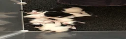 Mixed Breed cats for sale: Kittens for sale  - Advert 26