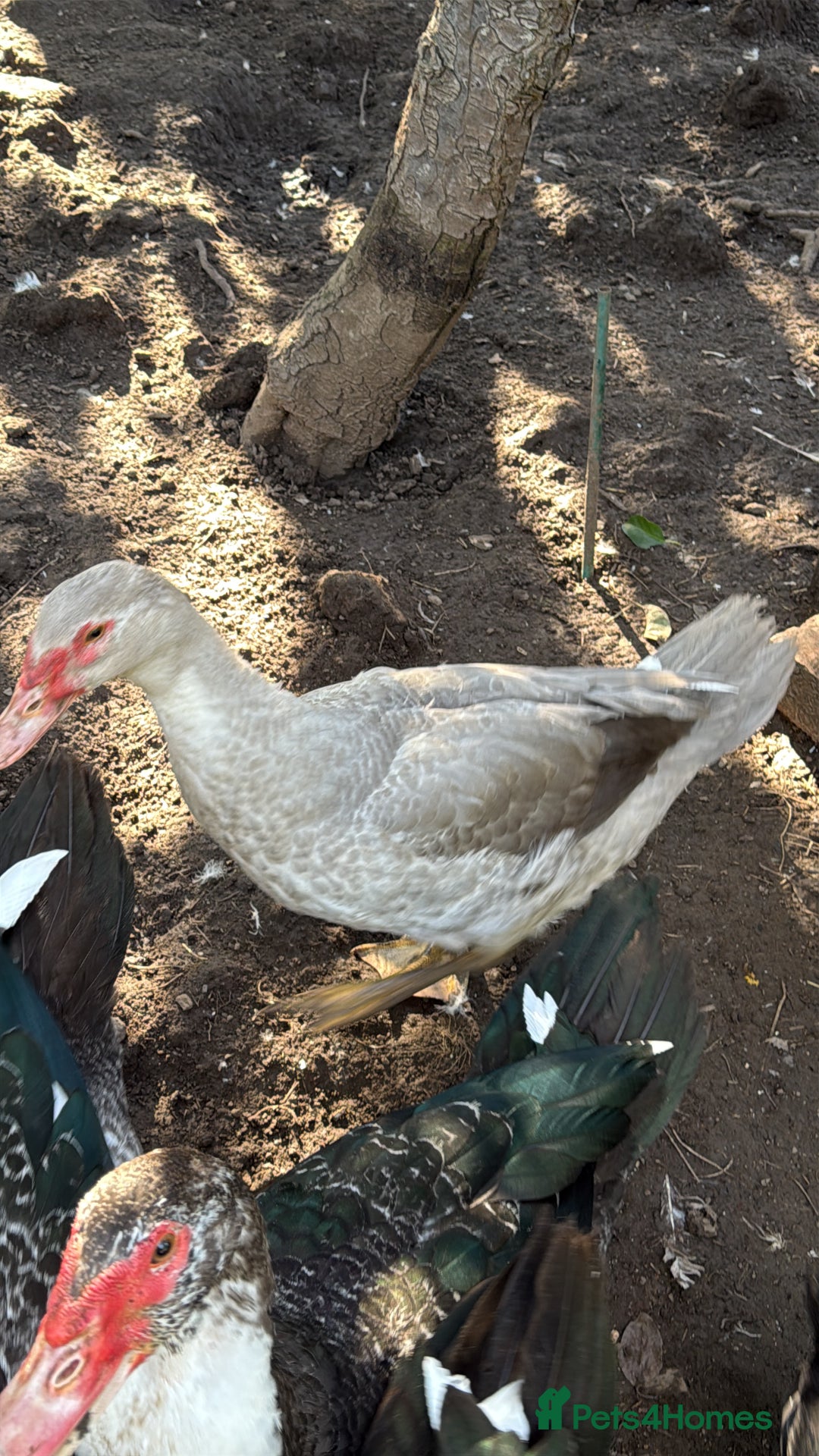 Ducks poultry for sale: Muscovy duck  - Image 3
