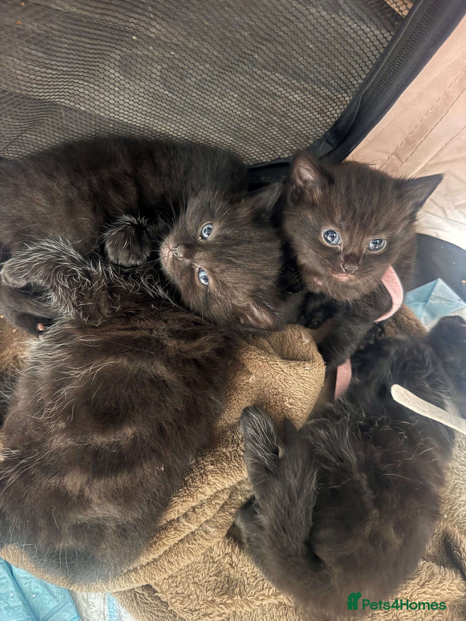 Mixed Breed cats for sale: 4 beautiful kittens ready to leave in 4 weeks - Advert 1