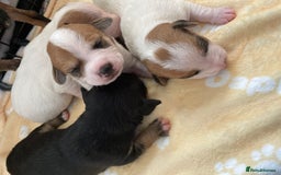 Mixed Breed dogs for sale: Jack chi puppies  - Image 19