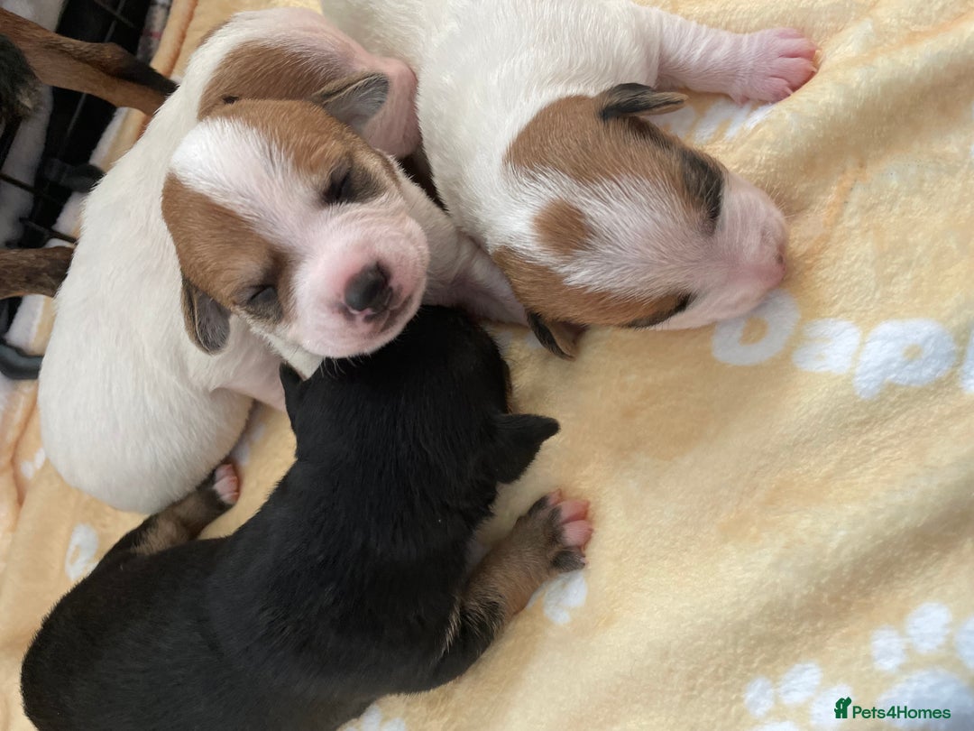 Mixed Breed dogs for sale: Jack chi puppies  - Image 19