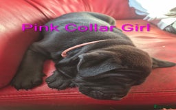 Mixed Breed dogs for sale: Ready to leave 3 Girls Left Shar-Pei x Chow pups  - Image 29