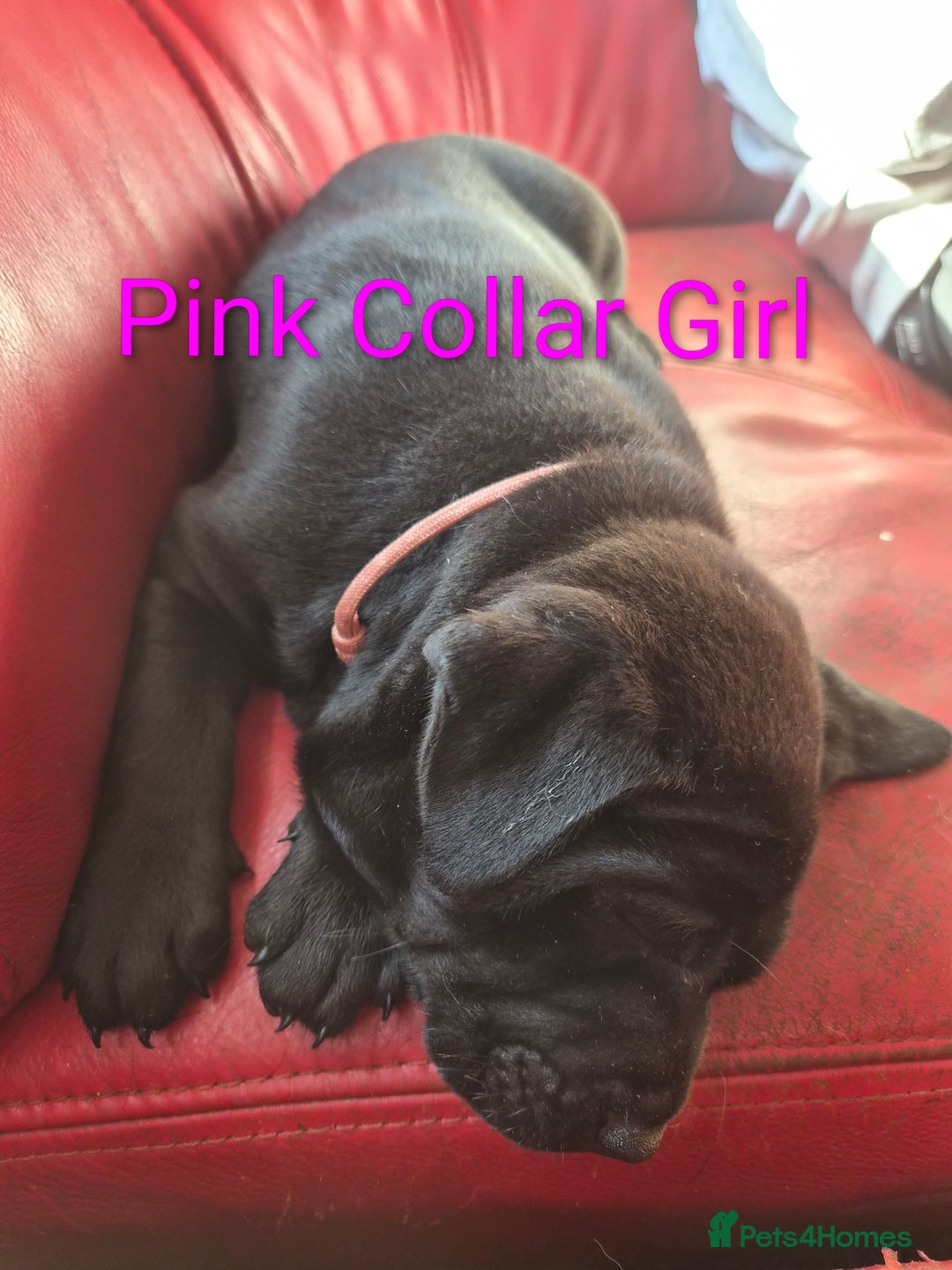 Mixed Breed dogs for sale: Ready to leave 3 Girls Left Shar-Pei x Chow pups  - Image 29