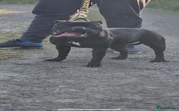 Staffordshire Bull Terrier dogs for sale: Nova  - Image 3