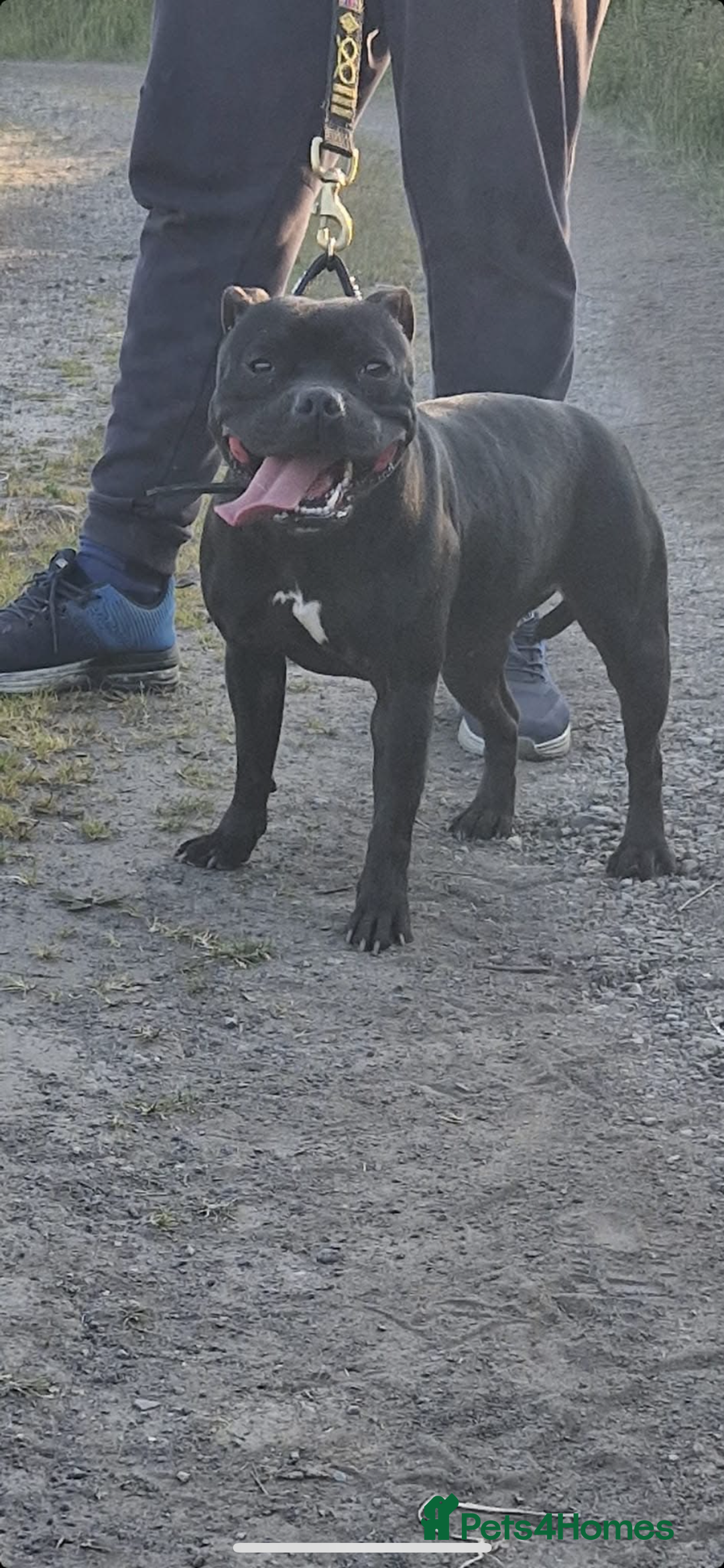 Staffordshire Bull Terrier dogs for sale: Nova  - Image 3