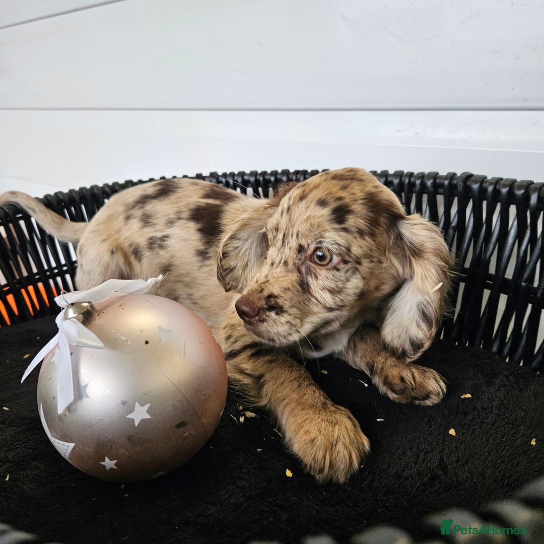 Cocker Spaniel dogs for sale: Working type rare marking cocker spaniels - Advert 29