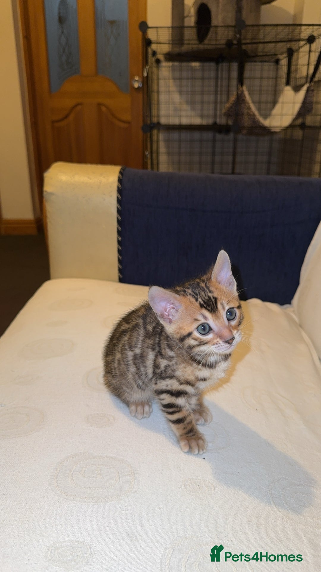 Bengal cats for sale: ⭐️⭐️QUALITY BENGAL FEMALE KITTEN⭐️⭐️ - Image 3