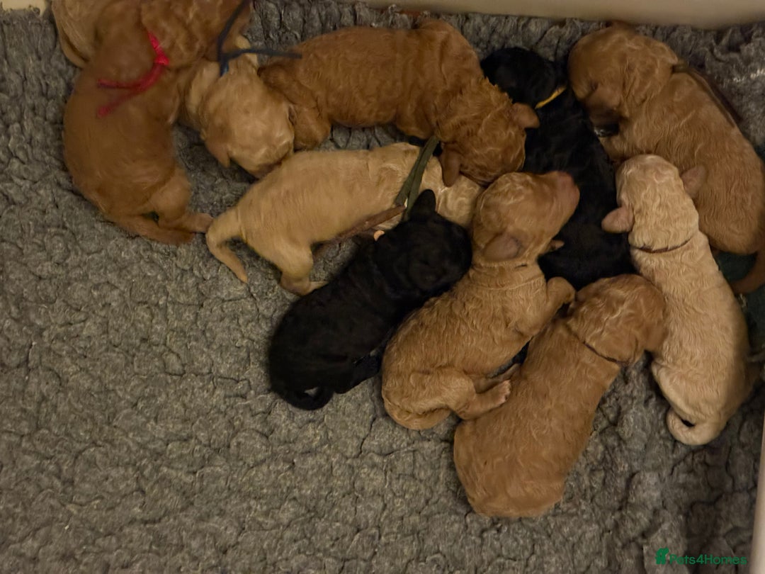 Australian Labradoodle dogs for sale: Extensively health tested Austrailian Labradoodles - Advert 24