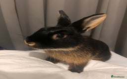 Netherland Dwarf rabbits for sale: Netherland dwarf for adoption  - Image 1