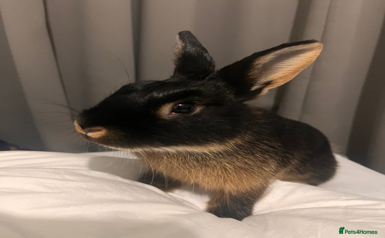 Netherland Dwarf rabbits - Advert 1
