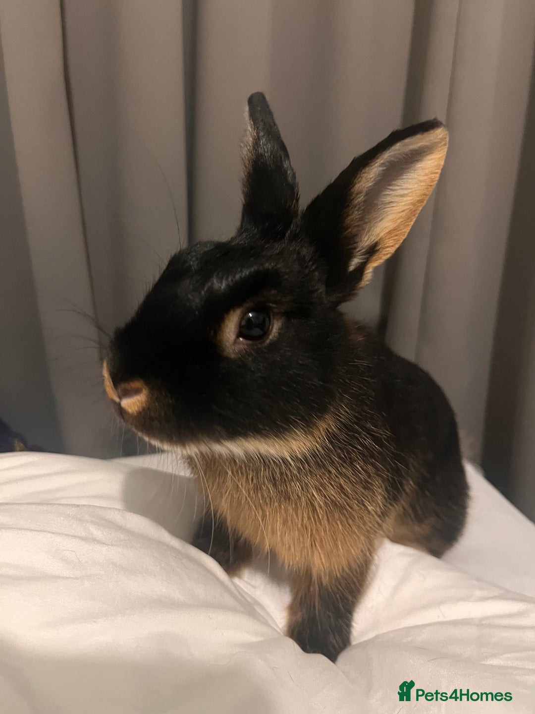 Netherland Dwarf rabbits for sale: Netherland dwarf for adoption  - Image 1