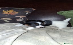 Jack Russell dogs for sale: Beautiful Jack Russell puppies - Image 7