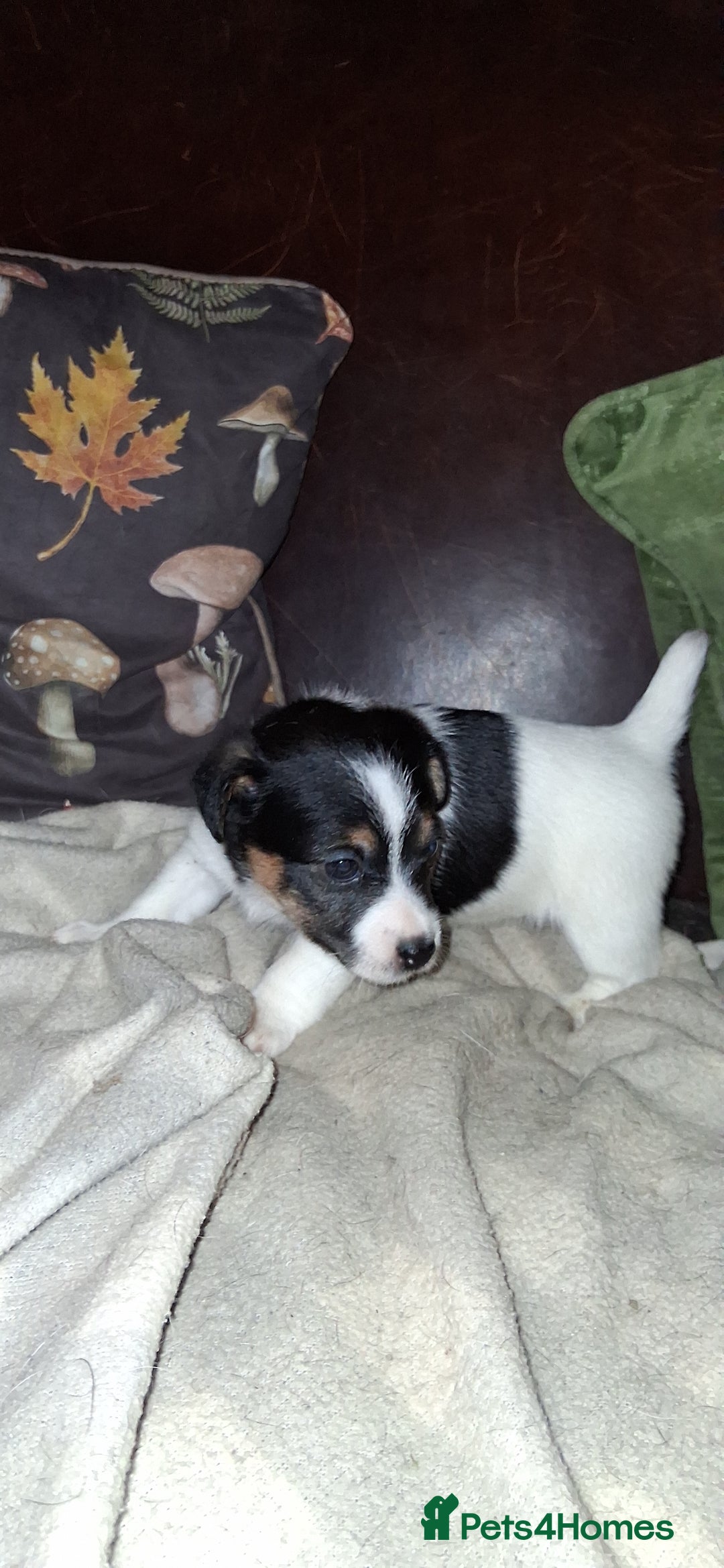 Jack Russell dogs for sale: Beautiful Jack Russell puppies - Image 7