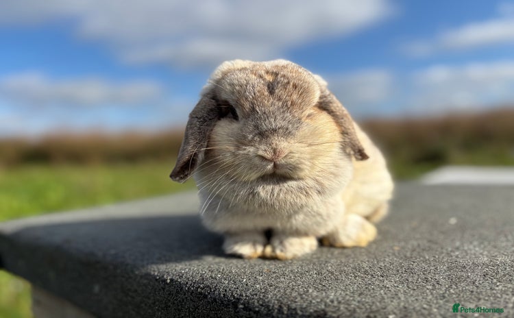 Mini Lop rabbits - Advert 9
