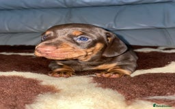 Miniature Dachshund dogs for sale: Miniature dachshund puppy - Image 3