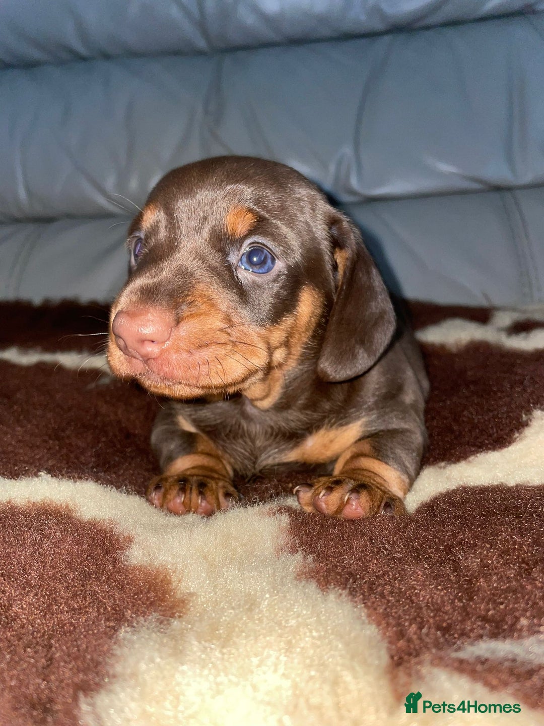 Miniature Dachshund dogs for sale: Miniature dachshund puppy - Image 3