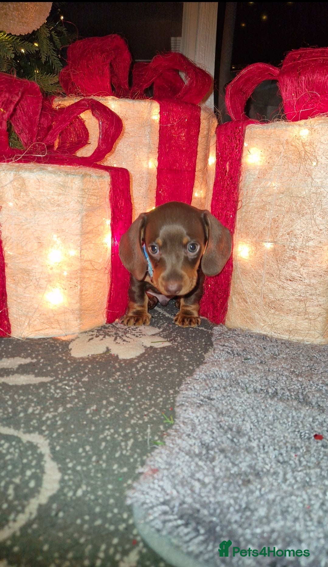 Miniature Dachshund dogs 1 beautiful kc puppy left ready 25/12/25 - Advert 4