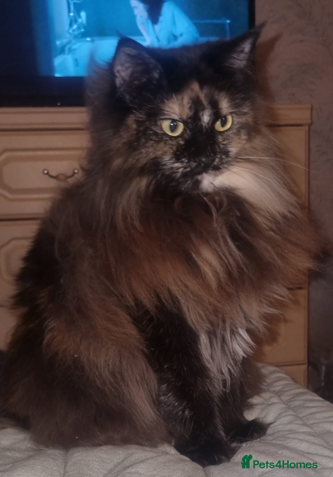 Maine Coon cats female main coon  - Advert 2