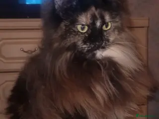 Maine Coon cats female main coon - Advert 8