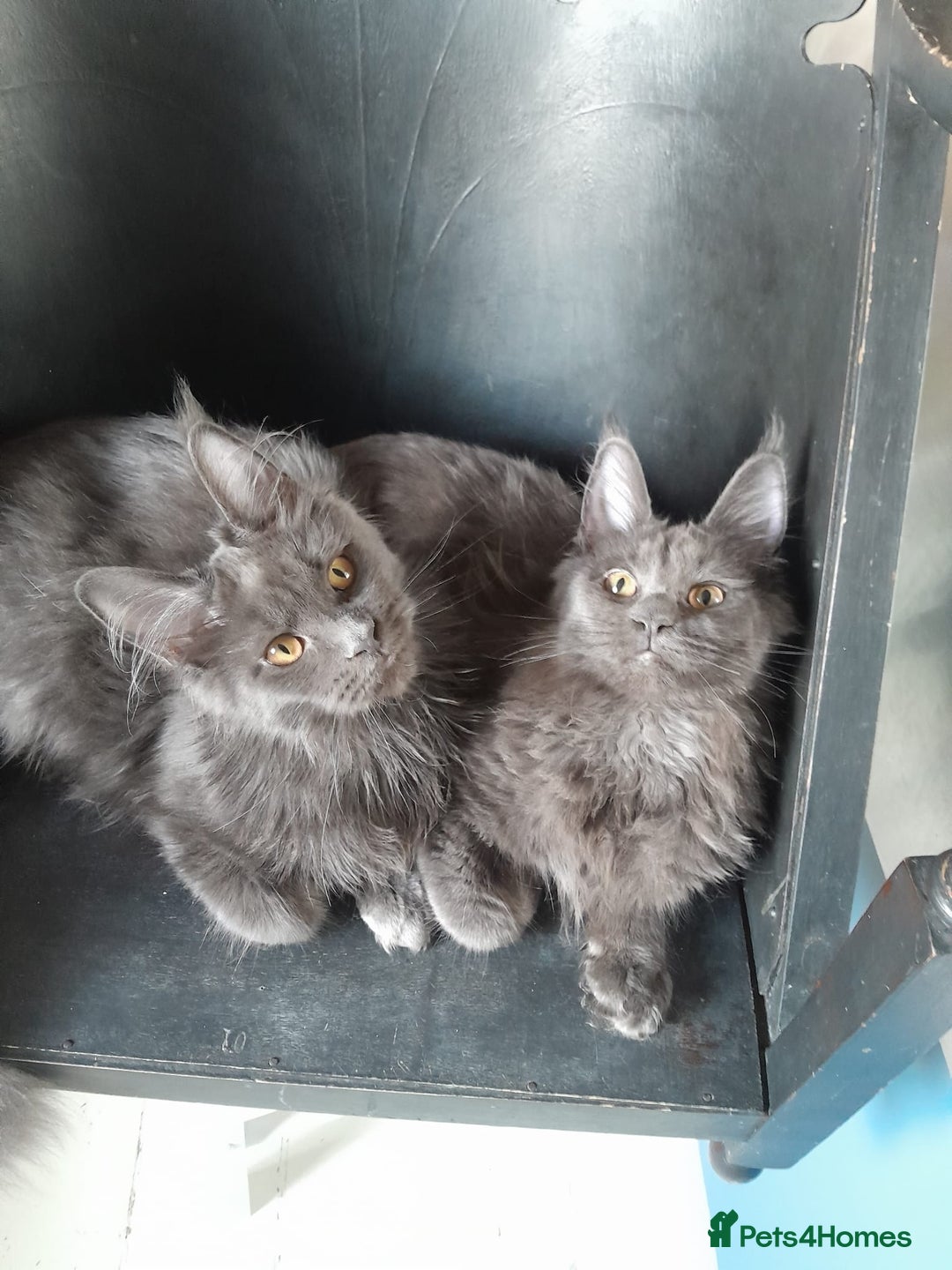 Maine Coon cats for sale: 2 solid blue MaineCoon girls TICA - Advert 19